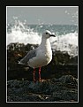 Picture Title - Sea gull