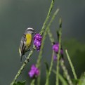 Picture Title - Bananaquit