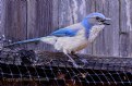 Picture Title - Scrub Jay