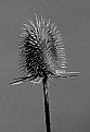 Picture Title - Field Thistle