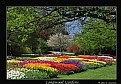 Picture Title - Longwood Gardens (D3488)