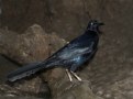 Picture Title - Great-tailed Grackle