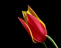 Picture Title - wild tulip 3