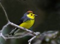 Picture Title - Collared Redstart