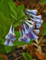 Picture Title - BLUEBELLS