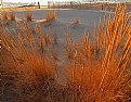 Picture Title - Sunlit Grasses on Dunes
