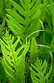 Picture Title - Feel the Fern