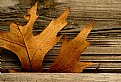 Picture Title - Leaf Slot
