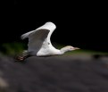 Picture Title - Cattle Egret