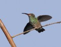 Picture Title - Rufous-tailed Hummingbird