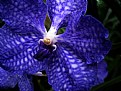 Picture Title - Blue Orchid