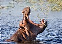 Picture Title - Hippopotamus