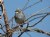 White-Throated Sparrow