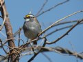 Picture Title - White-Throated Sparrow
