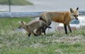 Picture Title - Foxy Mom