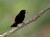 Scarlet-rumped Tanager