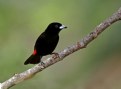 Picture Title - Scarlet-rumped Tanager