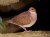 Ruddy Quail-Dove