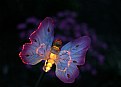 Picture Title - butterfly garden light 