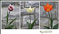 Picture Title - tulips