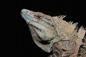 Picture Title - Black spiny-tailed Iguana