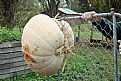 Picture Title - 48 kilo Pumpkin