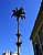 Palm Tree & Blue Sky