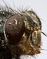 Picture Title - Fly