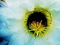 Picture Title - Halo's Beauty