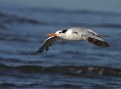 Picture Title - Royal Tern