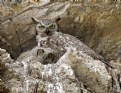 Picture Title - Great Horned Owl & Chick