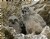 Owlet swallowing vole