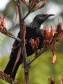 Picture Title - Tui's Tongue