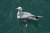 seagull 01