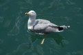 Picture Title - seagull_01