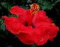 Picture Title - Hibiscus