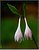 Plantain Lily (Hosta)