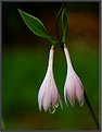 Picture Title - Plantain Lily (Hosta)