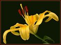 Picture Title - Lily