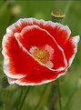 Picture Title - Poppy-1-