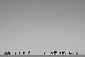Picture Title - camel