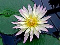 Picture Title - Water Lily.