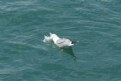 Picture Title - seagull_02