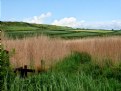 Picture Title - Abbotsbury Fields