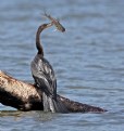 Picture Title - Anhinga with Prize