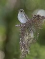 Picture Title - Mountain Elaenia