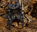 Picture Title - "Blackie The Jumping Spider"