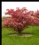 CRABAPPLE TREE #1