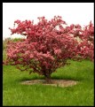 Picture Title - CRABAPPLE TREE #1