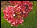 Picture Title - CRABAPPLE BLOSSOMS